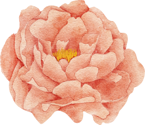 Watercolor Peach Peony Flower Illustration Painted